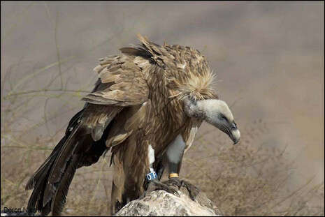 צילום: דורון ניסים צילום: דורון ניסים