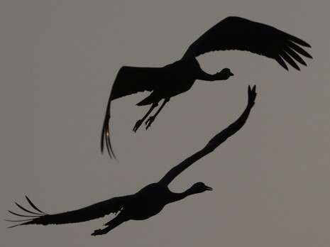 צילום: רויטרס צילום: רויטרס