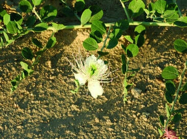 באדיבות ד''ר יואב אבני, WWW.FLORA.HUJI.AC.IL באדיבות ד''ר יואב אבני, WWW.FLORA.HUJI.AC.IL