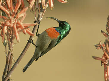 צילום: GETTY IMAGES צילום: GETTY IMAGES