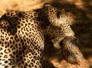 צילום באדיבות ריאן גרין צילום באדיבות ריאן גרין