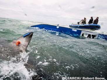צילום: רוברט סנו, OCEARCH צילום: רוברט סנו, OCEARCH