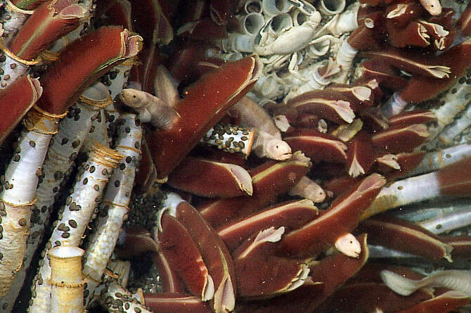   MBARI