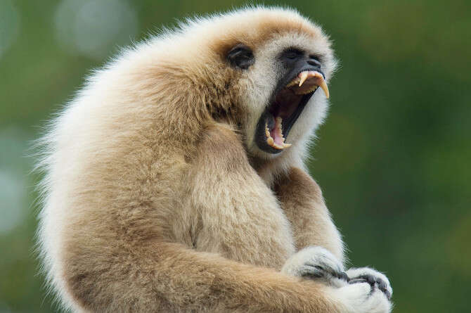 : ' ,  '