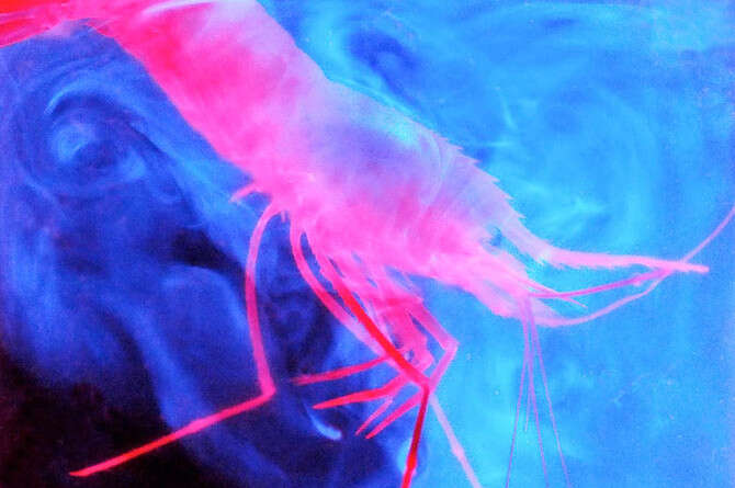 צילום באדיבות NOAA-OER צילום באדיבות NOAA-OER