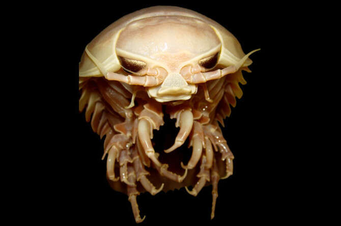 צילום באדיבות אדית ווידר, ORCA צילום באדיבות אדית ווידר, ORCA