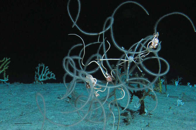 צילום באדיבות NOAA-OER צילום באדיבות NOAA-OER