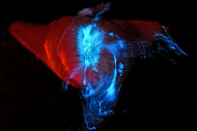 צילום באדיבות NOAA-OER צילום באדיבות NOAA-OER