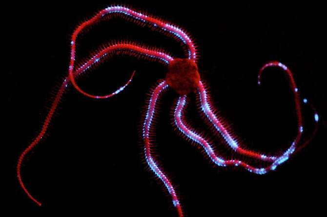 צילום באדיבות אדית ווידר, ORCA צילום באדיבות אדית ווידר, ORCA