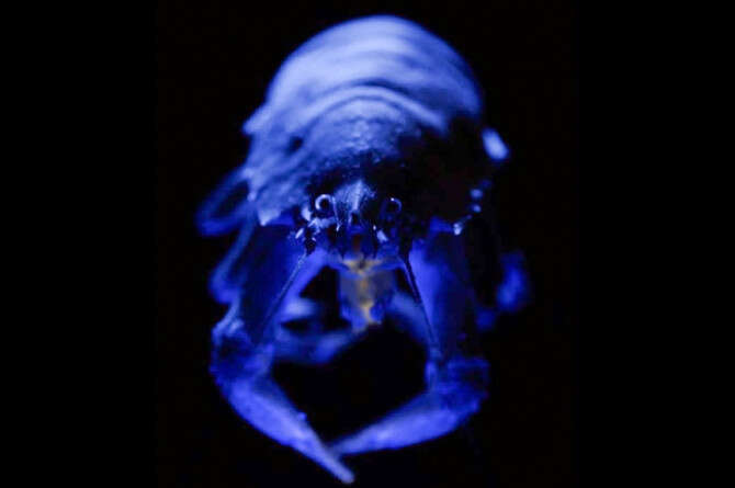 צילום באדיבות NOAA-OER צילום באדיבות NOAA-OER