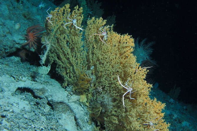 צילום באדיבות אדית ווידר, ORCA צילום באדיבות אדית ווידר, ORCA