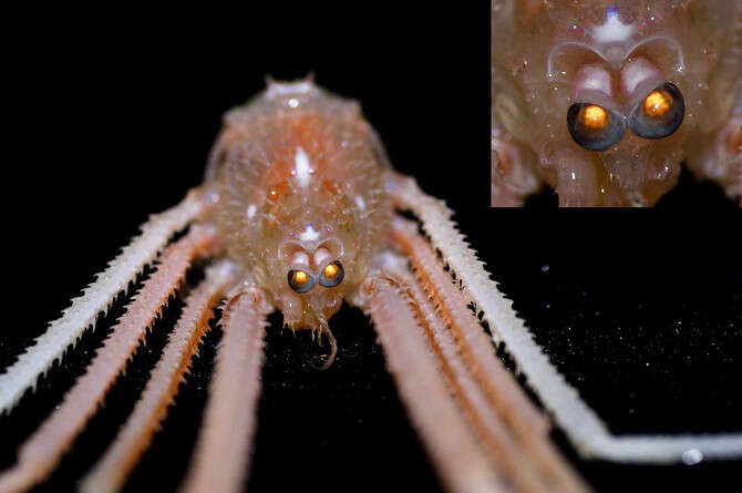 צילום באדיבות NOAA-OER צילום באדיבות NOAA-OER