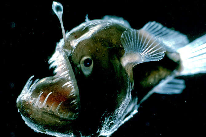 צילום באדיבות אדית ווידר, ORCA צילום באדיבות אדית ווידר, ORCA