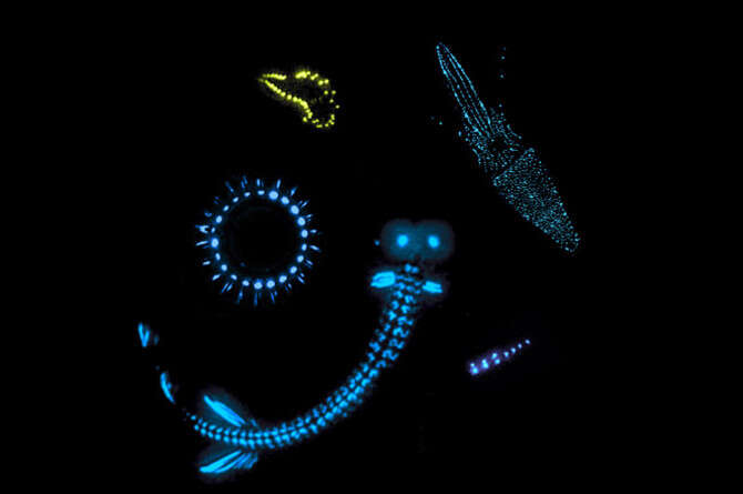 צילום באדיבות אדית ווידר, ORCA צילום באדיבות אדית ווידר, ORCA