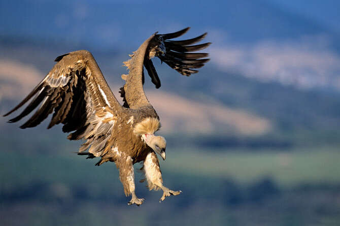 : GETTY IMAGES