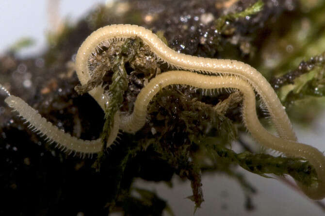 צילום: פול מארק צילום: פול מארק