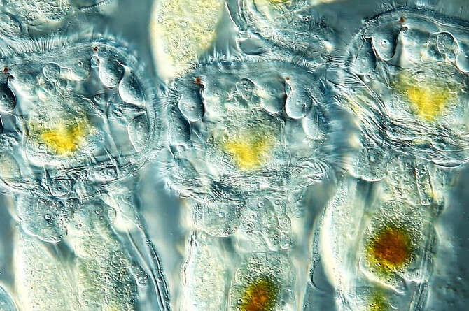    , Olympus BioScapes