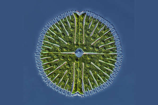 :   ,Olympus BioScapes