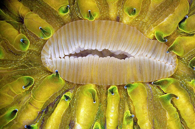 : ' , Olympus BioScapes