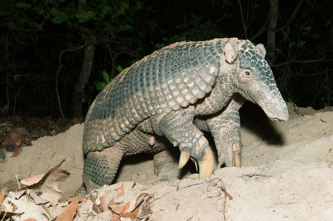 �����: ����� �����