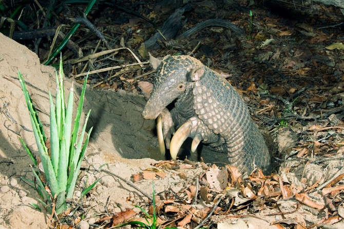 �����: ����� �����