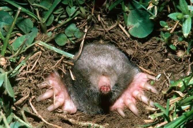 :  , Science Source/Photo Researchers