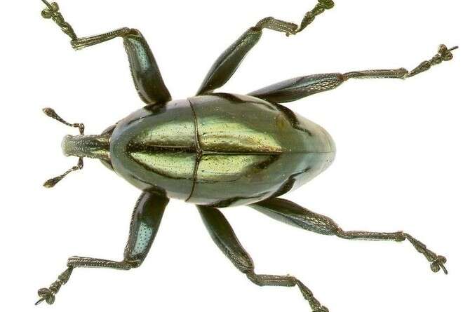 צילום באדיבות אלכסנדר רידל צילום באדיבות אלכסנדר רידל