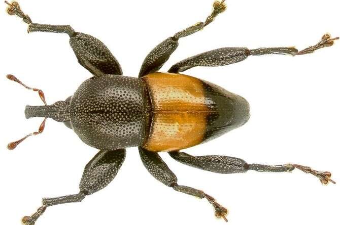 צילום באדיבות אלכסנדר רידל צילום באדיבות אלכסנדר רידל