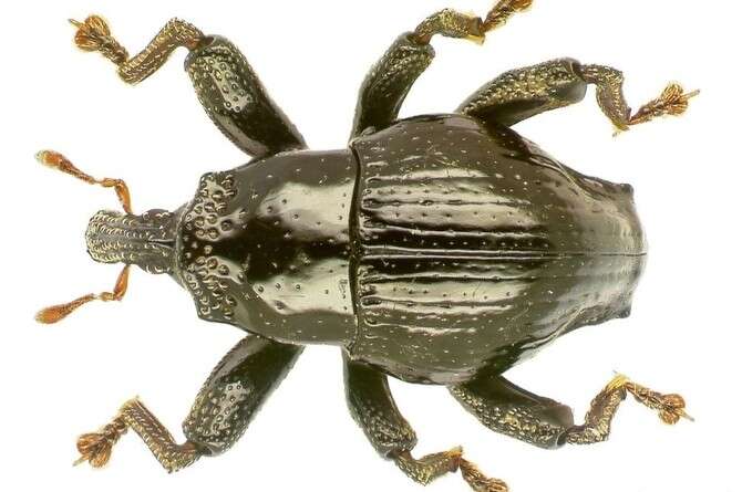 צילום באדיבות אלכסנדר רידל צילום באדיבות אלכסנדר רידל