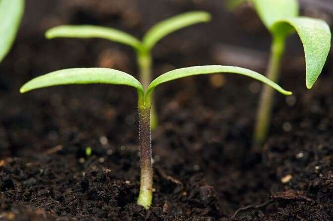 : ' ' ,Garden Picture Library/Getty Images