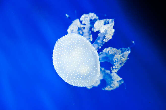 : SHUTTERSTOCK
