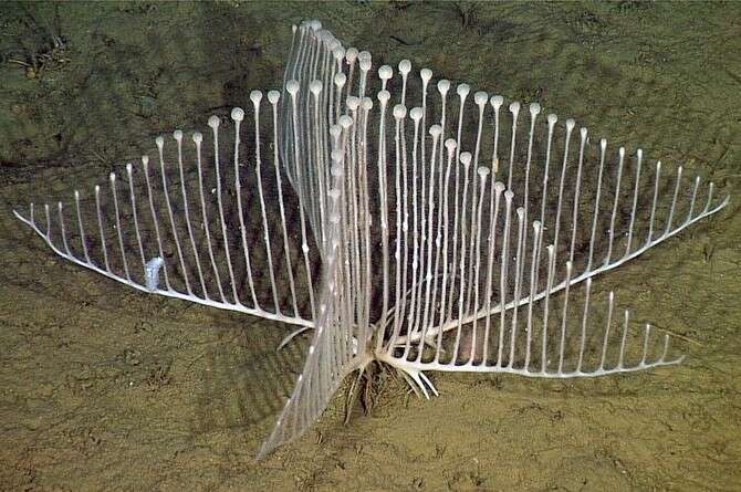   MBARI  ASU