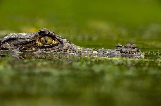 �����: �'�� �������, ������ �'��������