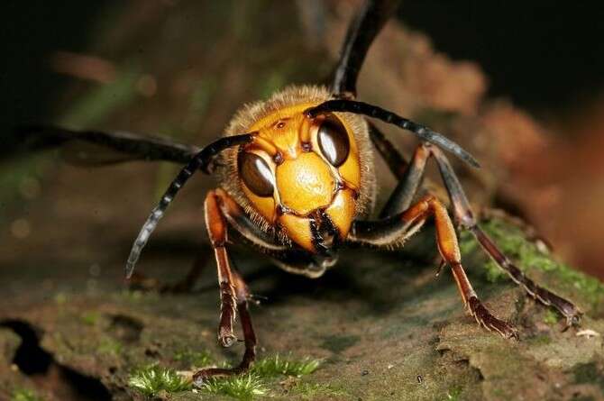 :  ,Oxford Scientific/Getty Images