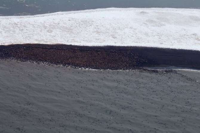 צילום: סטן צ'רצ'ס, NOAA Fisheries צילום: סטן צ'רצ'ס, NOAA Fisheries