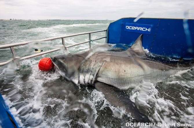 :  , OCEARCH