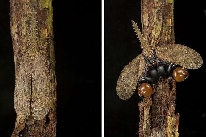 �����: �������� �����, ������ �'�������� 