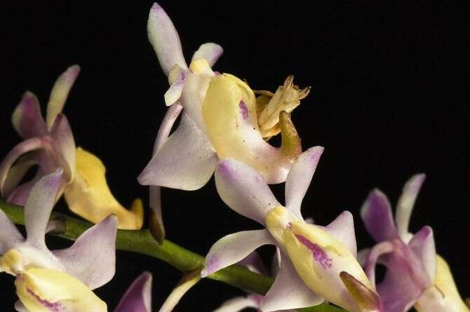 �����: �������� �����, ������ �'�������� 