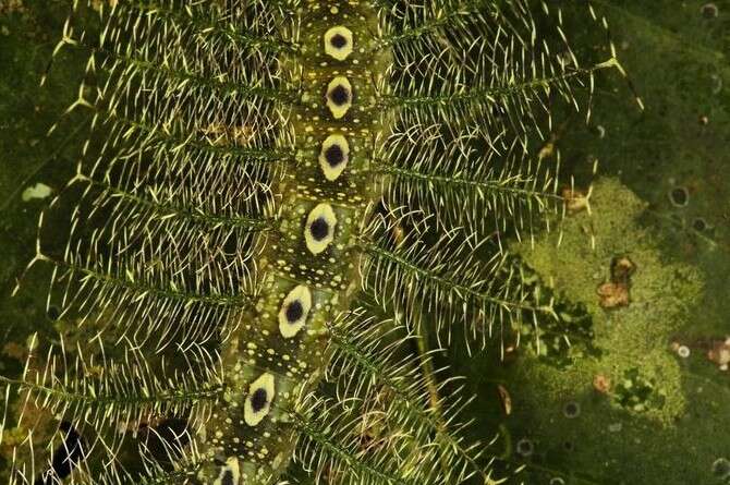 �����: �������� �����, ������ �'�������� 