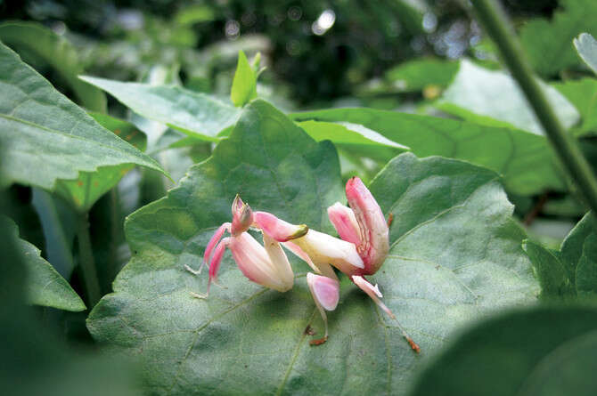 �����: �'���� ��'�����