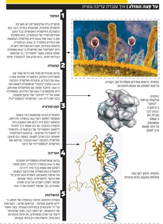 על קצה המזלג / איך עובדת עריכה גנטית על קצה המזלג / איך עובדת עריכה גנטית