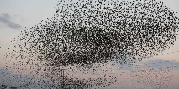 ציפורים ליד בית שאן. צילום: AFP ראשי
