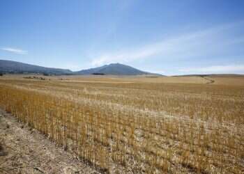 שדה חיטים בדרום אפריקה. צילום: EPA