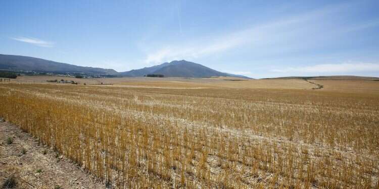 שדה חיטים בדרום אפריקה. צילום: EPA שדה חיטים בדרום אפריקה. צילום: EPA