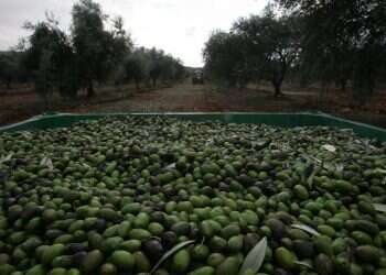 צילום: מרים צחי