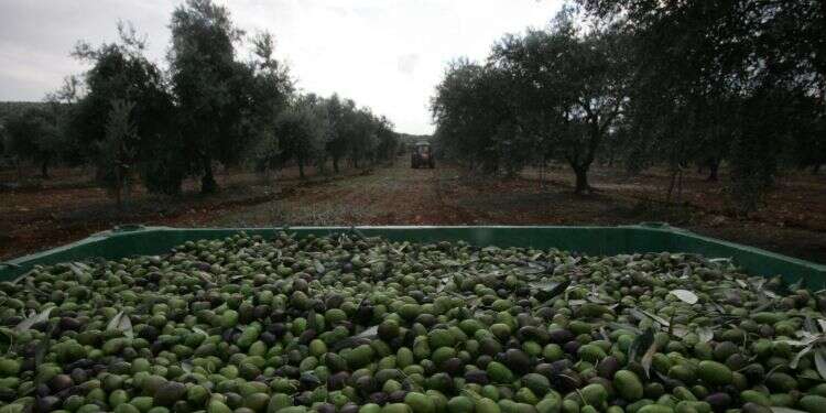 צילום: מרים צחי