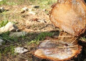 צילום: מרים צחי