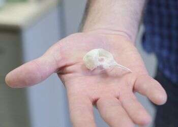 צילום: אוניברסיטת חיפה