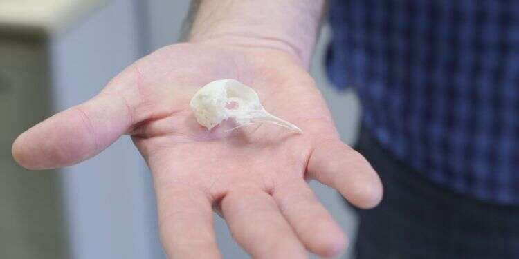 גולגולת של יונה. צילום: אוניברסיטת חיפה צילום: אוניברסיטת חיפה