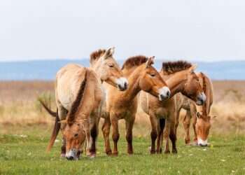 צילום: שאטרסטוק